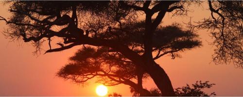 Olaoluwa Festus Ojokuku